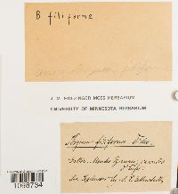 Anomobryum filiforme image