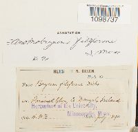 thumbnail image of current specimen