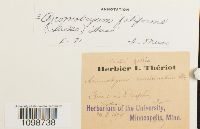 Anomobryum filiforme image