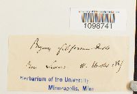 Anomobryum filiforme image