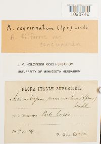 Anomobryum filiforme image