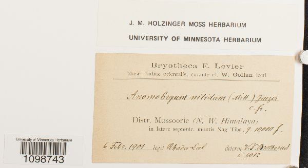 Anomobryum nitidum image
