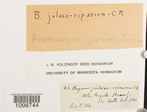 Anomobryum perimbricatum image