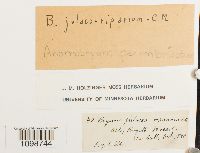 Media resource of Anomobryum perimbricatum