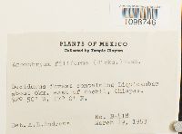 Anomobryum filiforme image