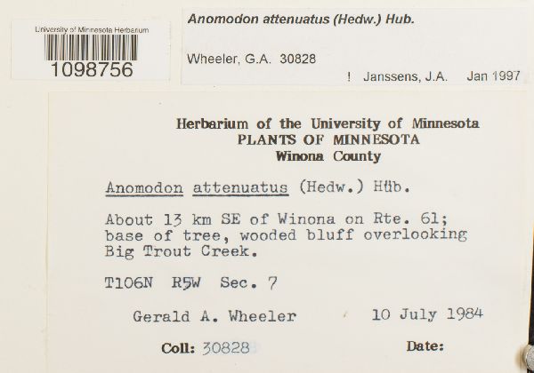 Anomodon attenuatus image