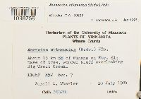 Media resource of Anomodon attenuatus