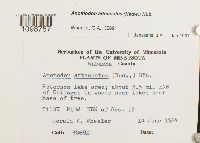 Anomodon attenuatus image