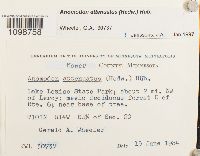 Anomodon attenuatus image