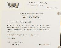 Anomodon attenuatus image