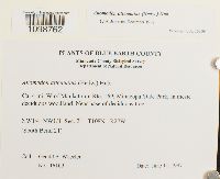 Anomodon attenuatus image