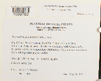 Anomodon attenuatus image