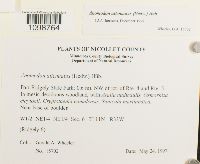 Anomodon attenuatus image