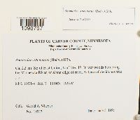 Anomodon attenuatus image