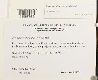 Anomodon attenuatus image