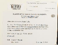 Anomodon attenuatus image