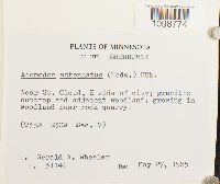 Anomodon attenuatus image