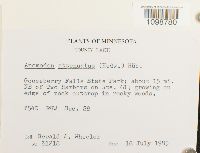 Anomodon attenuatus image