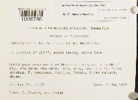 Anomodon attenuatus image