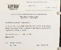 Anomodon attenuatus image