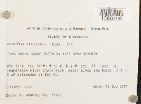 Anomodon attenuatus image