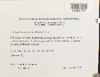 Anomodon attenuatus image