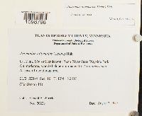 Anomodon attenuatus image