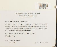 Anomodon attenuatus image