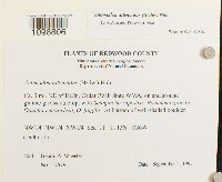 Anomodon attenuatus image