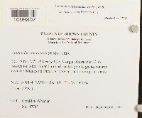 Anomodon attenuatus image