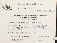 Anomodon attenuatus image