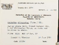 Anomodon attenuatus image