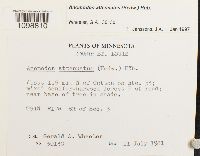 Anomodon attenuatus image