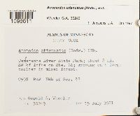 Anomodon attenuatus image