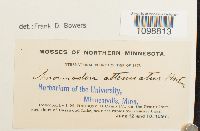 Anomodon attenuatus image