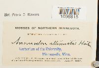 Anomodon attenuatus image