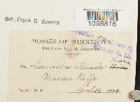 Anomodon attenuatus image