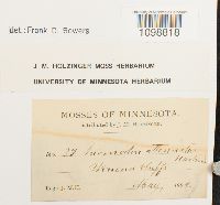 Anomodon attenuatus image