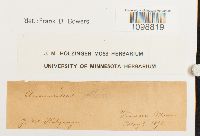 Anomodon attenuatus image