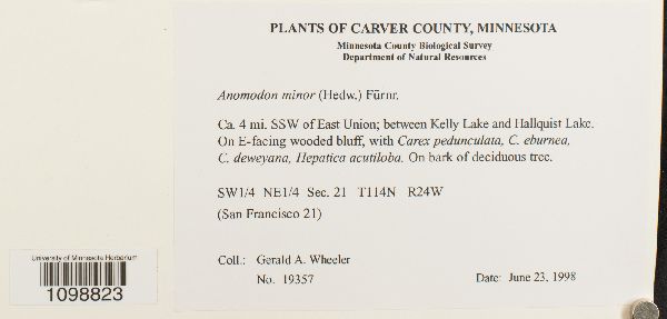 Anomodon minor image