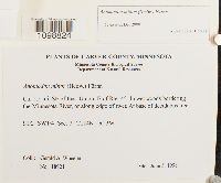 Anomodon minor image