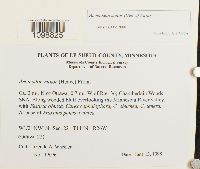 Anomodon minor image