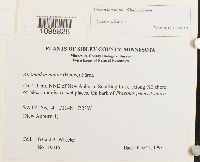 Anomodon minor image