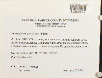 Anomodon minor image