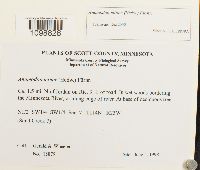 Anomodon minor image