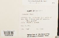 Anomodon minor image