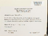 Anomodon minor image