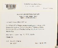 Anomodon minor image