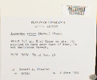 Anomodon minor image