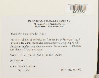 Anomodon minor image